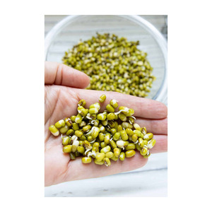 Factory direct green gram mung <b>beans</b> bulk supply premium export quality - Product Image 4