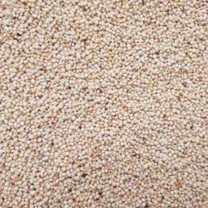 Semillas de Quinua Blanca India de Primera Calidad, Suministro B2B, Alimento Bajo en IG, Envío a Todo el Mundo - Product Image 2