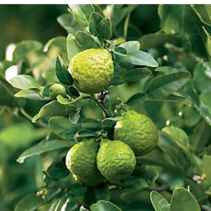 Hojas de Lima Congeladas Naturales de Origen Vietnamita con Aroma Fresco y Puro - Product Image 4