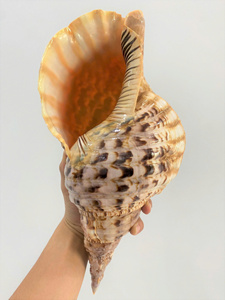 Concha grande de trompeta de Reina: concha de trompeta vietnamita, perfecta para decoración llamativa del hogar y grapas de exhibición populares - Product Image 6