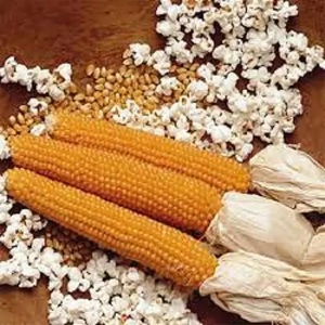 25 kg de Granos de Palomitas de Maíz Naturales Amarillos con Hoyuelos, Semillas Frescas de Palomitas de Maíz en Bolsa para Venta al por Menor y Suministro a Granel - Product Image 6