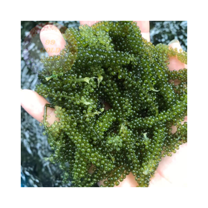 Obtenga uvas marinas premium a precios mayoristas: pedidos a granel asequibles para obtener el mejor valor - Product Image 5