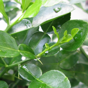 Feuilles de citron vert congelées du Vietnam, goût pur, parfait pour la cuisine asiatique - Product Image 3