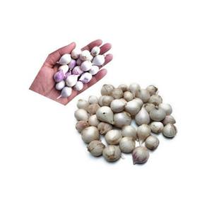 Ajo Fresco Recién Cosechado para Reempacar, Bulbos Blancos de 5.5cm+ Limpios y Clasificados, Empacados a Granel para Cadenas de Supermercados y OEM - Product Image 5