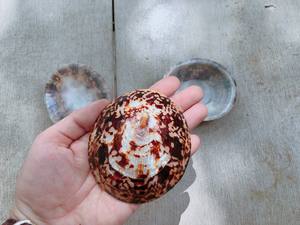 Vente en gros de coquillages naturels pour l'artisanat et la décoration - Product Image 3