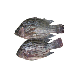 Filetes de tilapia congelada sin hueso, frescos congelados y envasados al vacío para exportación y venta al por menor - Product Image 6