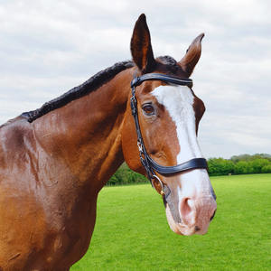 Riendas de brida anatómicas de cuero negro de alta calidad Producto de caballo mejor calificado de tamaño completo/Extra completo para exportación a granel - Product Image 1
