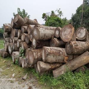 Achetez des grumes d'Acacia Mangium de qualité supérieure directement du fournisseur avec une livraison rapide et des prix de gros abordables - Product Image 1