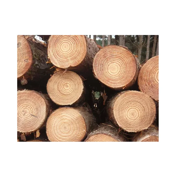 Pine Wood Logs - High-Quality Timber for Construction