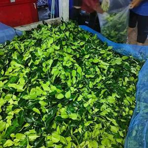 ใบผักโขมแช่แข็งเกรด A แบบสดใหม่คุณภาพดีที่สุดจากฟาร์มมีจำหน่ายในขนาด S M L ขายส่ง - Product Image 1