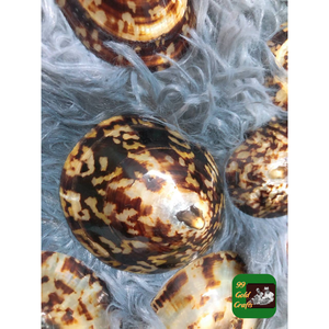 เปลือกหอยลิมเพตธรรมชาติจากเวียดนามสำหรับงานศิลปะของตกแต่งงานฝีมือการทำเครื่องประดับและการออกแบบภายในมหาสมุทร - Product Image 3