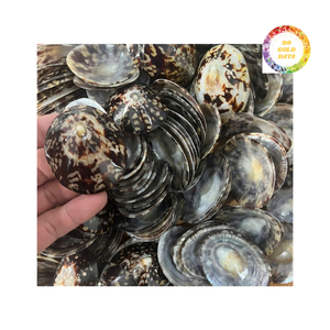 Conchas de Lapa costera con brillo para proyectos domésticos y exhibiciones de arte - Product Image 6