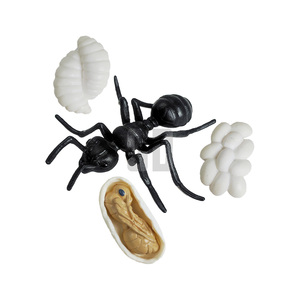 Modelo del ciclo de vida de las hormigas. Descubre los Secretos de las Hormigas Pequeñas! - Product Image 1