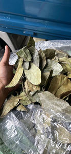 Hojas de Guanábana secas 100% Hojas de Graviola secadas al sol naturales Ingrediente de té de hierbas Directo de Vietnam - Product Image 2