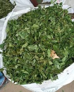 Hojas Secas de Neem Indio Más Vendidas en Corte para Té, Proveedor de Hojas Secas de Neem para Extracto Herbal - Product Image 2