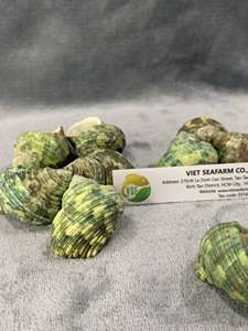 Concha de Poliestireno Estructural Verde, Tamaño 5-6 cm, Origen Vietnam, Calidad Premium, Precios Competitivos al por Mayor - Product Image 4