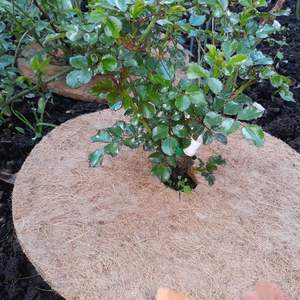 Esterillas de fibra de coco aplicables para árboles jóvenes Solución de esteras biodegradables seguras y naturales para compras a granel de alta calidad - Product Image 1