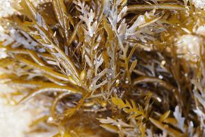 Venta al por mayor SARGASSUM ALGAS/SARGASSUM ALGAS DE ALTA CALIDAD Y MEJOR PRECIO - Product Image 3