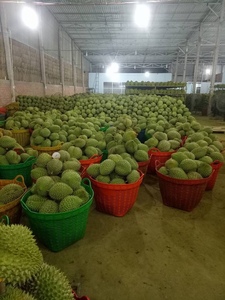 Durian Vietnamita Estándar Premium Congelado Sin Semillas - Product Image 4