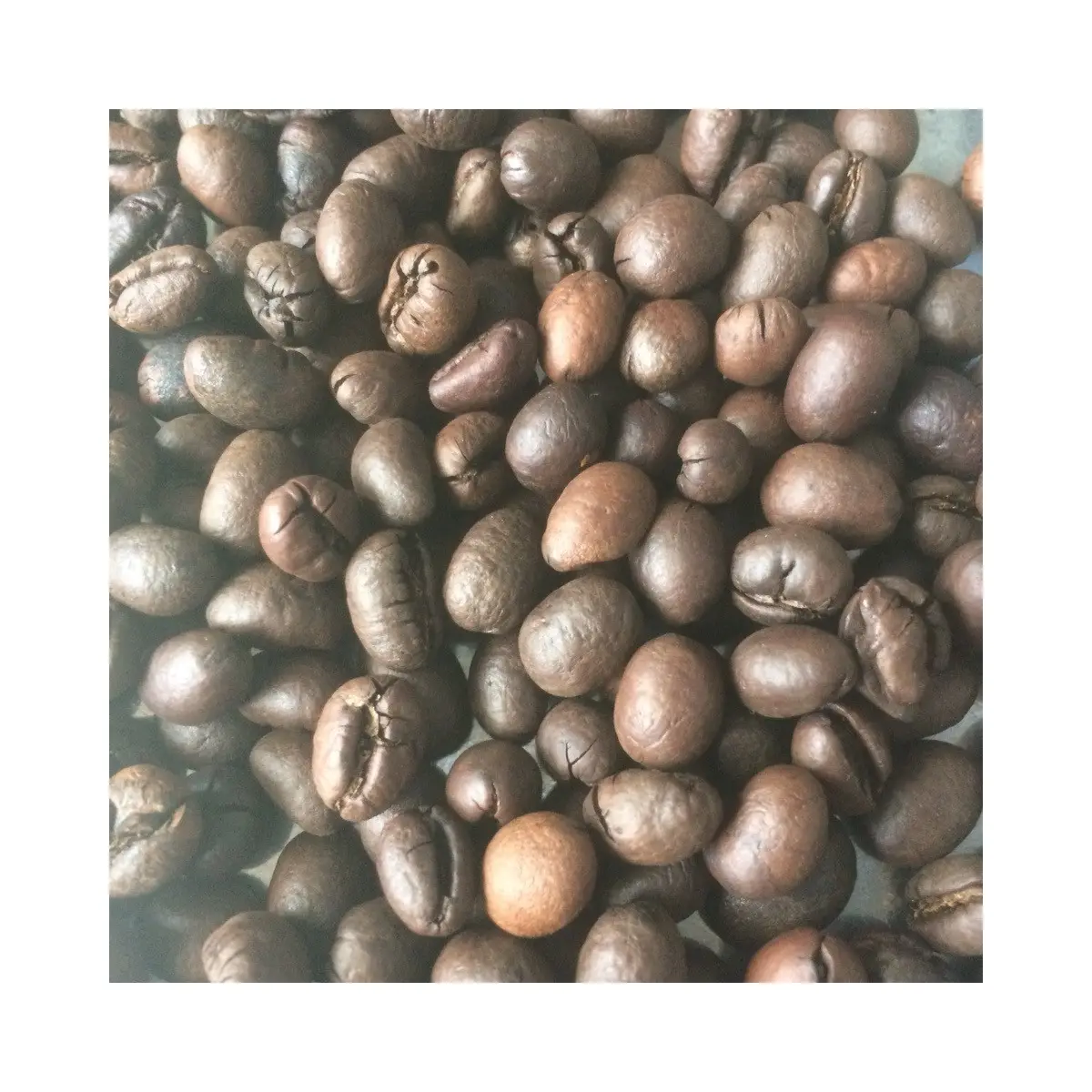 Esportazione tostato Robusta Arabica chicchi di caffè organico fresco con l'alta qualità scuro puro sapore