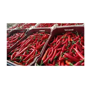 Vente en gros de légumes piments verts/rouges égyptiens frais de haute qualité chauds et épicés à un prix raisonnable - Product Image 1