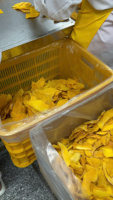 Mangues séchées tropicales douces du Vietnam, collation naturelle de haute qualité, Techmifood Vietnam, en vrac pour les importateurs de l'industrie alimentaire dans le monde entier