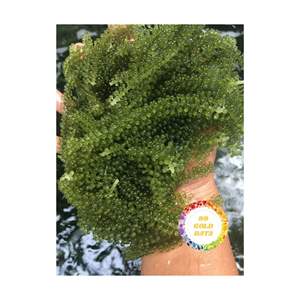 Exportador de uvas marinas de Vietnam que suministra algas de caviar verde fresco de primera calidad para ensaladas de estilo de vida saludable y industria de restaurantes finos - Product Image 6