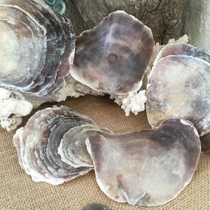 Concha de capiz sin pulir o pulida, concha de mar seca natural al por mayor, sin necesidad de limpiar - Product Image 4