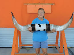 Cuerno de búfalo Natural de toro montado, vajilla para el hogar, cuerno de toro montado, hogar decorativo, producto de venta caliente por HF CRAFTS - Product Image 5