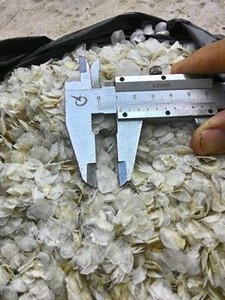 เกล็ดปลาช่อนแบบแห้งแดดธรรมชาติสำหรับทำคอลลาเจนและเจลาติน - Product Image 3