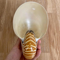 Grande coquille de nautilus véritable, coquille de nautilus à chambre pour la décoration sur le thème marin et l'artisanat d'art