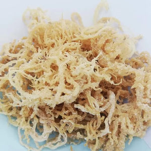 Trato de algas saladas Cottonii Vietnam fuente cruda bien seca para procesar algas saladas Cottonii exportación al por mayor de Vietnam - Product Image 1