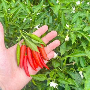 พริกแดง jinta จากเวียดนามเครื่องเทศเดี่ยวและสมุนไพรแปรรูปสดทั้งหมดในราคาไม่แพง - Product Image 2