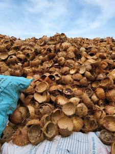 CASCA DE COCO CRUDO SECA ORIGINAL QUE FABRICA CARBÓN CALIENTE EXPORTACIÓN 2024 - Product Image 6