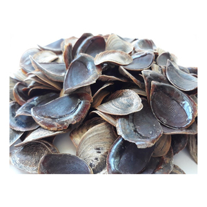 Botón Natural Seashell / Murex Shell Operculum Shell - Product Image 1