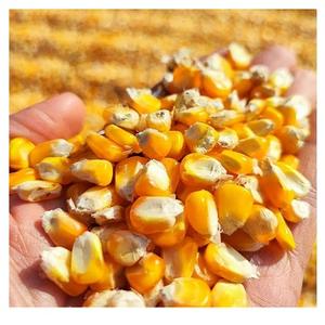 Maïs jaune séché non-OGM en gros, grains propres de qualité supérieure, pour l'alimentation humaine, les usines alimentaires, le mouture de maïs et l'alimentation animale - Product Image 1