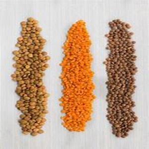 Natural Grade Red Whole <b>Lentils</b> Available for Sale at Cheap Price - Product Image 2