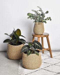 Jardinière en rotin élégante conçue pour les bureaux modernes hôtels de luxe restaurants maisons confortables et élégantes fins décoratives festives - Product Image 5