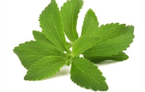 Suministro de hojas de stevia de alta calidad para té/polvo/materias primas a granel desde Vietnam desde 99 Gold Data - Product Image 6