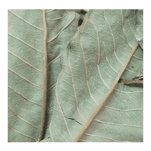 Hoja de Guayaba Seca, Material de Hojas de Guayaba Limpias, Apta para Mezclas de Bebidas Herbales y Suministro de Ingredientes desde Vietnam - Product Image 1