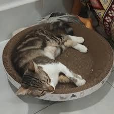 JUGUETES PARA MASCOTAS DE GATO DE ALTA CALIDAD-Garra de cartón de papel para rascar Cat Vietnam 2025 - Product Image 6