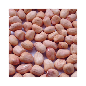 Lot d'exportation de cacahuètes, matière première : grains nettoyés à la machine ; utilisation : marques de snacks et torréfaction ; origine : Vietnam, longue durée - Product Image 6