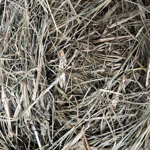 Polvo de Hierba de Ganso Sin Aditivos del Fabricante, Grado A, Polvo de Hierba de Ganso Paragis, 7.05 oz ANGLE - Product Image 4