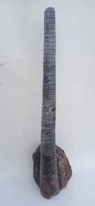 Fósil de Orthoceras, Amonita en Forma Libre, Cristal para Feng Shui, Piedra Tallada Portátil, Decoración para el Hogar - Product Image 2