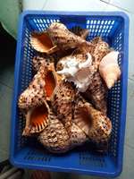 Queen grandes coquilles de trompette triton océan à collectionner grande taille grands coquillages vides naturels de la plage côtière du Vietnam