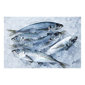 Pescado caballa congelado (pacífica/índica/atlántica) a precios competitivos. - Product Image 5