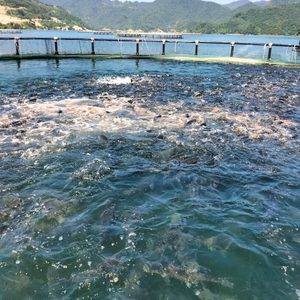 กรงตาข่ายสำหรับเพาะเลี้ยงสัตว์น้ำ HDPE สำหรับการเลี้ยงปลาและกับดักผู้ผลิตในเวียดนาม - Product Image 1