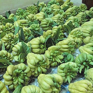 FRUTA DE MANO DE BUDA ORGÁNICA PREMIUM PARA SABOR GOURMET RECOSECHADA Y PURA/CITRUSIA Y FRAGANTE/PRECIOS DE VALOR - Product Image 4