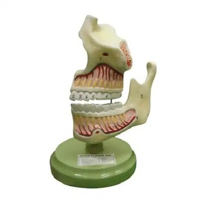 Upper and Lower Jaw Model Is Enlarged 3 Times Depicts <b>the</b> Position of Teeth with Their Roots in <b>the</b> Maxilla and <b>the</b> <b>Mandible</b> - Product Image 1