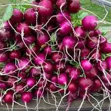 2000 Pcs Seeds Rare Purple Nut Radish Seed Organic Harvest Hobby Garden Radish Seed